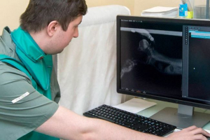 Hyperparathyroidizmus kutyákban - a betegség okai