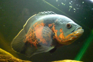 Darab astronotus, ő egy vízi bivaly