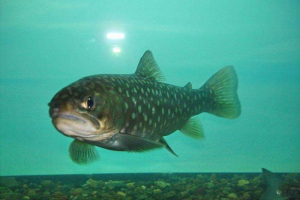 Taranza fele: leírás, életmód, fotó