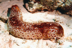 Holoturia: érdekes tények és jellemzők