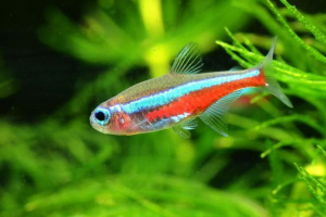 Kék neon