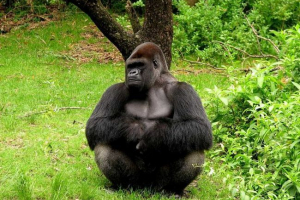 Gorilla