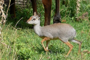 Hegyi vagy eritreai dikdik