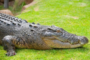 Promóciós krokodil hüllő. A gördülő krokodil életmódja és élőhelye