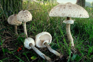 Gomba esernyő
