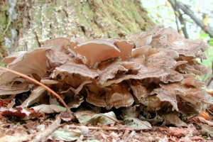 Göndör (gomba baran, maitaka)