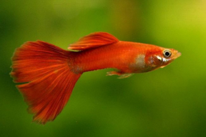Guppy - hal, győztes malária Guppy - hal, győztes malária