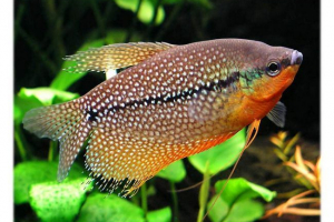 Pearl gourats: békés akváriumi hal