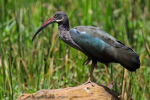 Haghedash - afrikai magnificent ibis