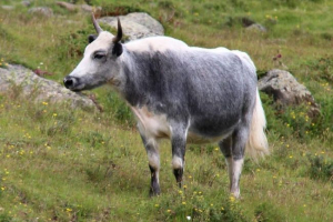 Hainak - egy otthoni tehén magasabb maga