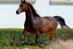 A lovak arab fajtájának jellemzői és előnyei