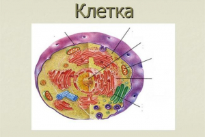 A sejtek kémiai összetétele