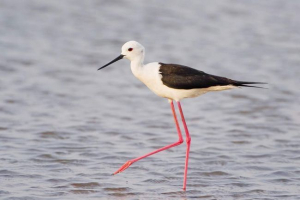Waterman - bird a rózsaszín losines