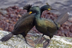 Crested baklan