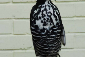 Crested sas tit