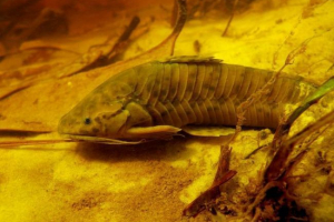 Hawtosternum thoracatum - pancar com az akváriumok számára