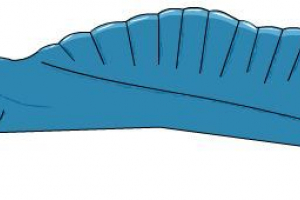 Chordovy
