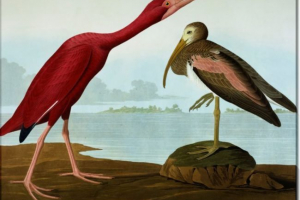 Ibis Ibis