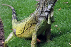 Iguana - három-metszésű úszó Iguana - három-metszésű úszó