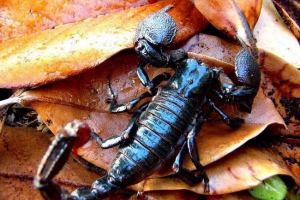 Imperial scorpio: a mérgező állat fotója