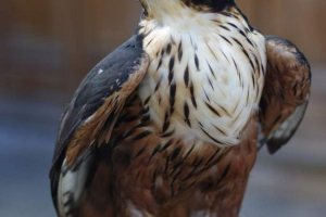 Indiai havy eagle: bird leírás