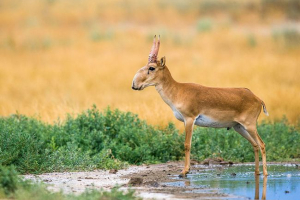 Érdekes az élet saiga-ról