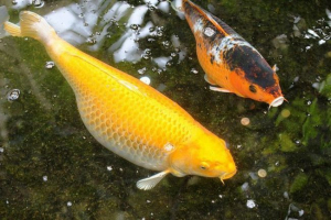 Érdekes a carpas koi