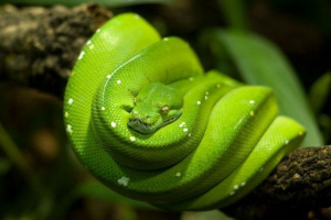 Érdekes pythonah