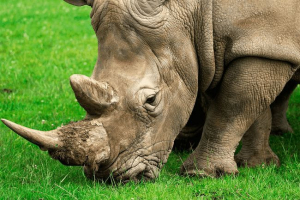 Érdekes tények a rhino-ról