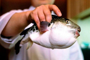 Érdekes tények a fish fugu-ról