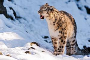 Érdekes tények a hó leopárdról