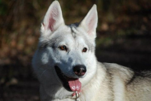 Egy kutyát ad. A fajta inuit leírása, jellemzői, tartalma és ára