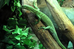 Smaragd varan - törékeny és szelíd lény