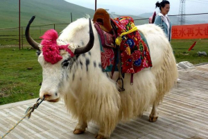 Yak - grunting bull