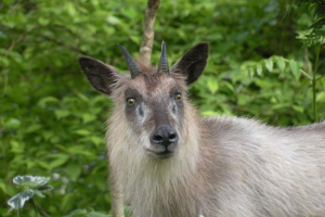 Japán serow - szokatlan kecske