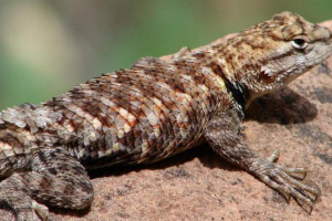 Lizard öv: fotó, videó