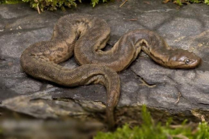Yavanskaya warf snake -, amelyért elefánt törzsnek nevezték?