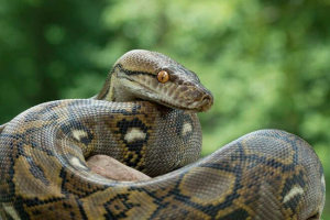 A pythonok a mérgező hüllőkhöz, megjelenésük és életmódjuk