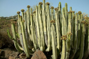 Endemics afrika