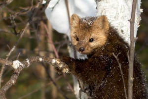 Endemics lake baikal