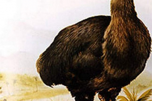 Epiornis vagy madár-elefánt