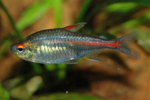 Erythrosonus - akváriumi hal a guiana-tól