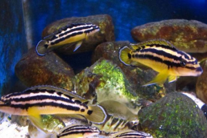 Yulidochromis ornaatus: hal akvárium