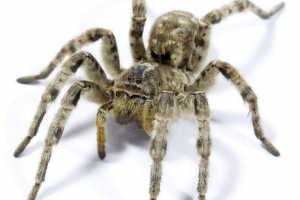 Dél orosz tarantula: fotó, videó