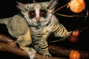 Southern small galago - tiny puchalase primate Southern small galago - tiny puchalase primate