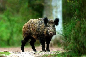 Kaban megijesztette isztambul lakóit