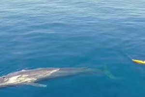 Kayaker eltávolította a kék bálna közös úszását