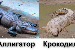 Mi a különbség a krokodil és az alligátor között?