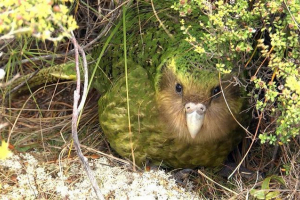 Kakapo - aboriginal új-zéland Kakapo - aboriginal új-zéland