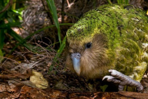 Kakapo